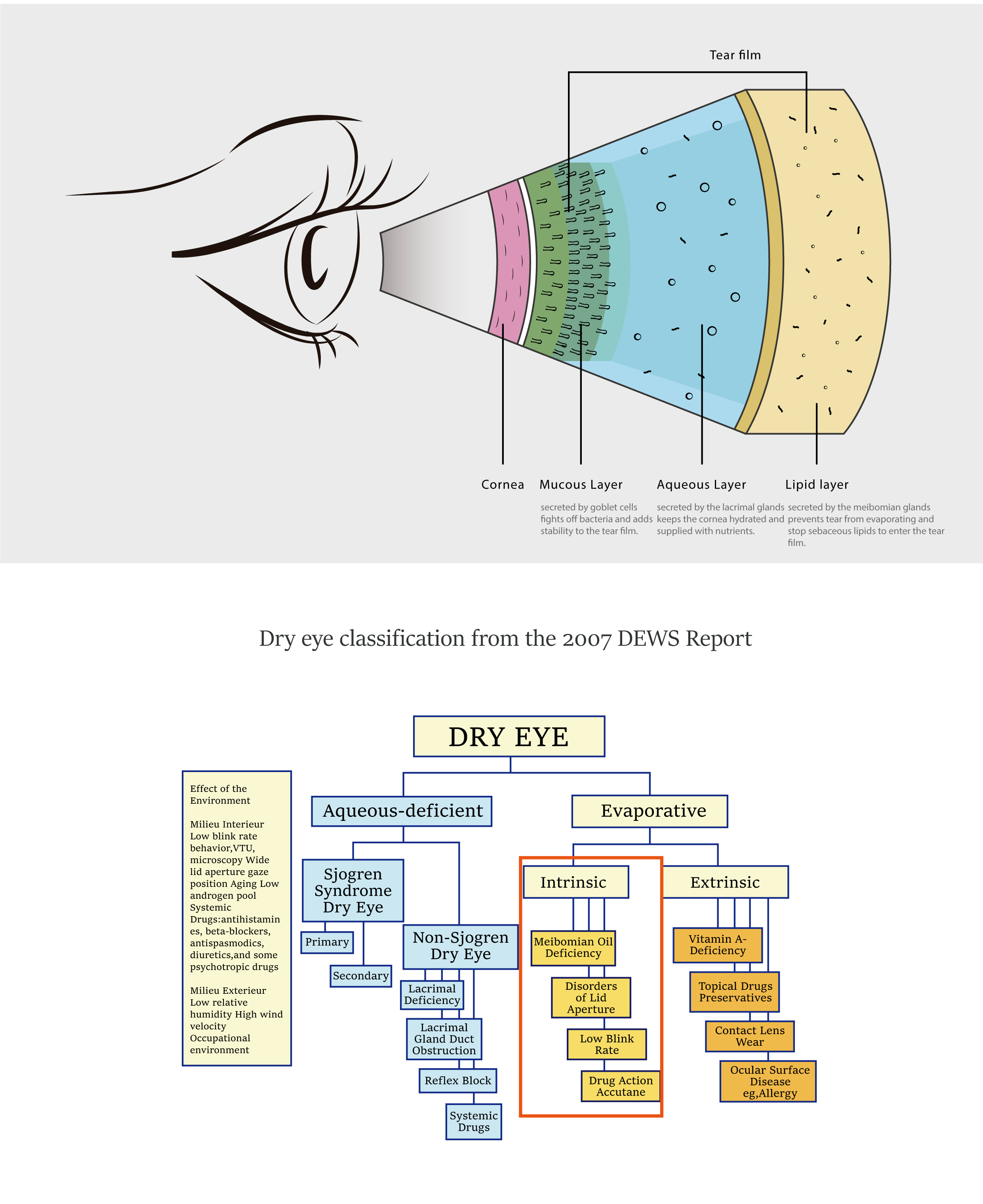 Sistema de diagnóstico de ojo seco 20220830-13.jpg