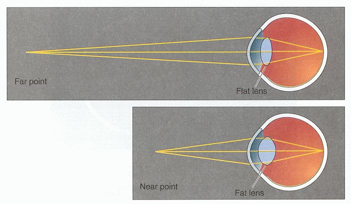 The optics of the eye