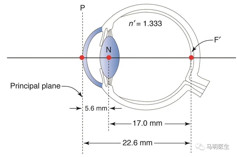 The optics of the eye