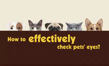 How to Effectively Check Pets&#039; Eyes